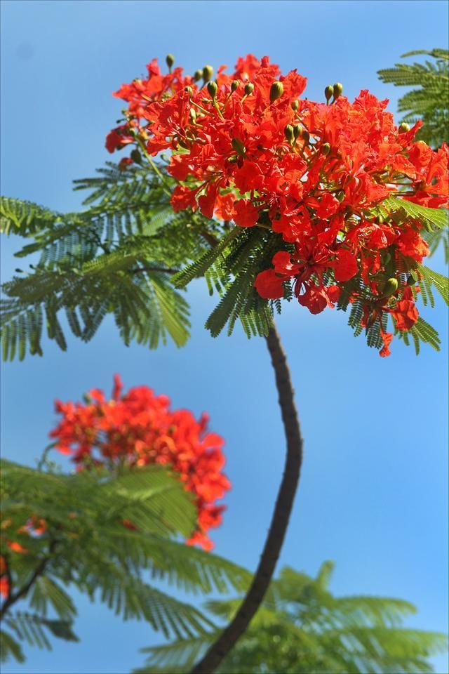 狀元紅，揭秘4987最準(zhǔn)最快的秘密武器，狀元紅，揭秘最準(zhǔn)最快的秘密武器 4987