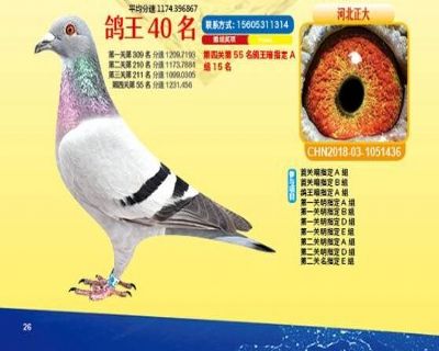 王中王四馬一肖，探尋背后的故事與奧秘，王中王四馬一肖，背后的故事與奧秘探尋