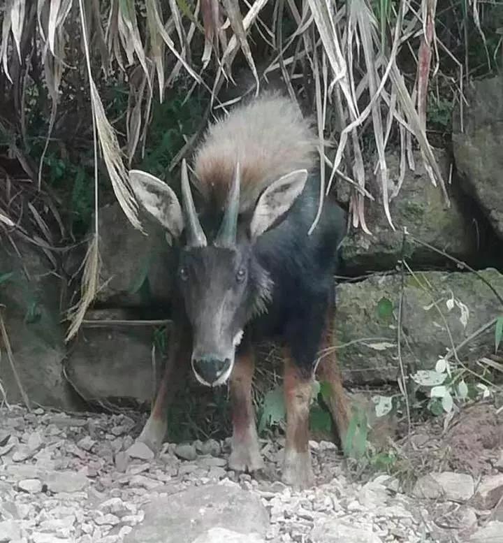四不像王中王必出一肖篤，揭秘生肖運勢與神秘預(yù)測之謎，揭秘生肖運勢與神秘預(yù)測，四不像王中王必出一肖篤探秘生肖運勢之謎